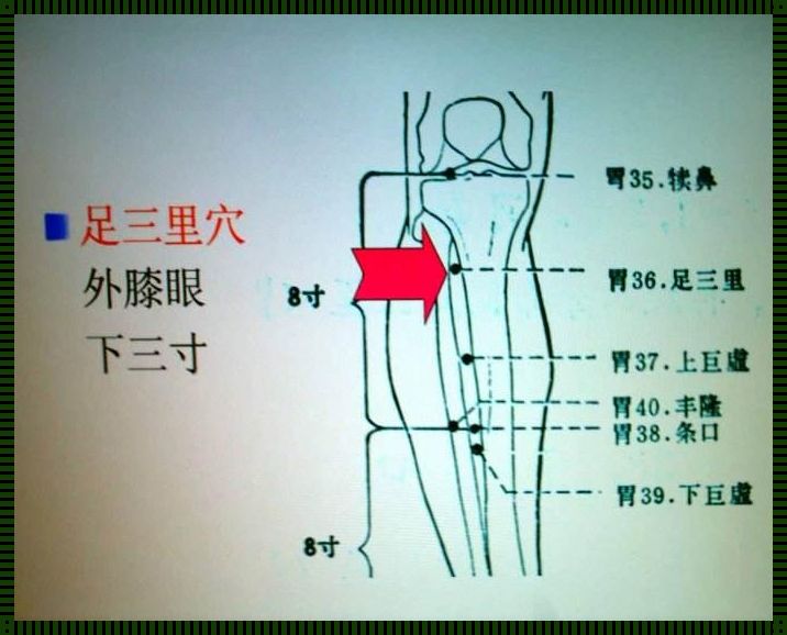 足三里胆囊相对位置图：奥秘揭晓