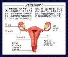 《的女性生殖图示各结构详解位置探究与启示》