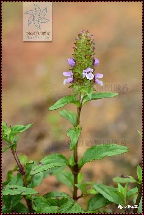 夏枯草治疗甲状腺结节之谜：传言还是实证？