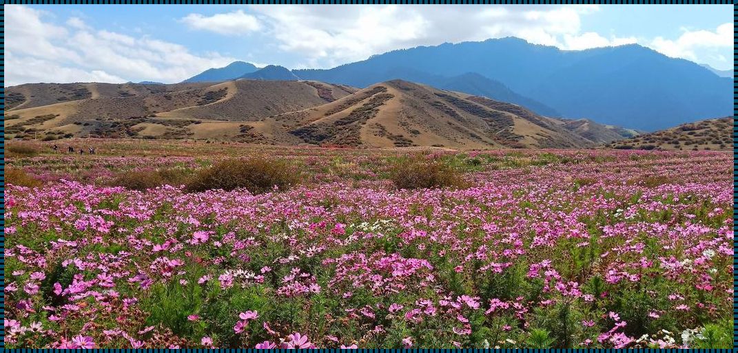 天山花海景区简介：花的海洋，梦的天堂