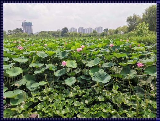 莲花湖湿地公园：加强生态保护，留住诗意栖息地