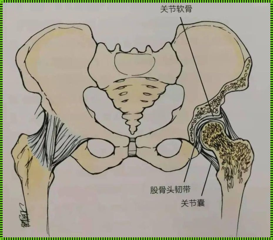 髋关节真人位置图：探索人体奥秘的关键一步