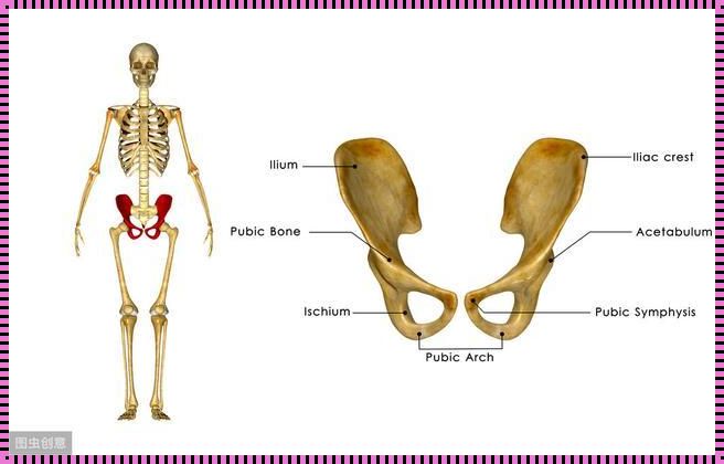 探寻双髋关节之谜：位置、权益与健康