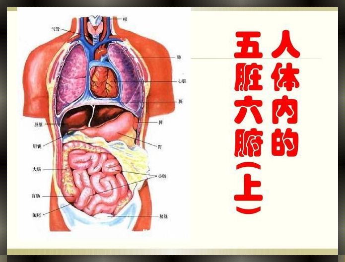 五脏六腑：人体内的神秘王国