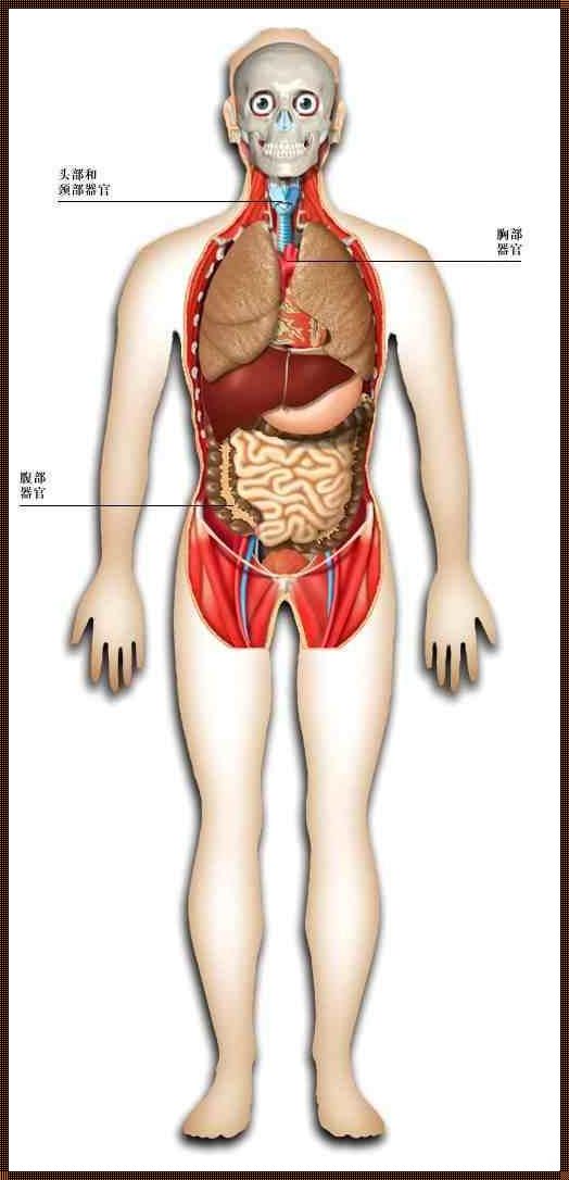 五脏六腑：人体内的神秘王国