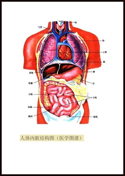 五脏六腑：人体内的神秘王国