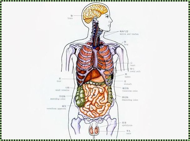 男性人体器官左边疼，惊现疑似病症分析