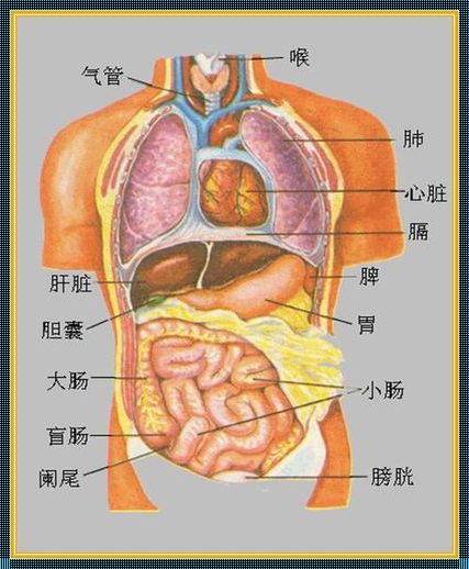 人体奥秘：206个器官的惊奇之旅