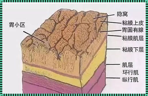 黏膜四层的奥秘：揭开生命守护者的神秘面纱