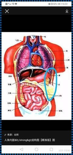 右侧腹部按压疼，不压没事——探秘腹部疼痛之谜