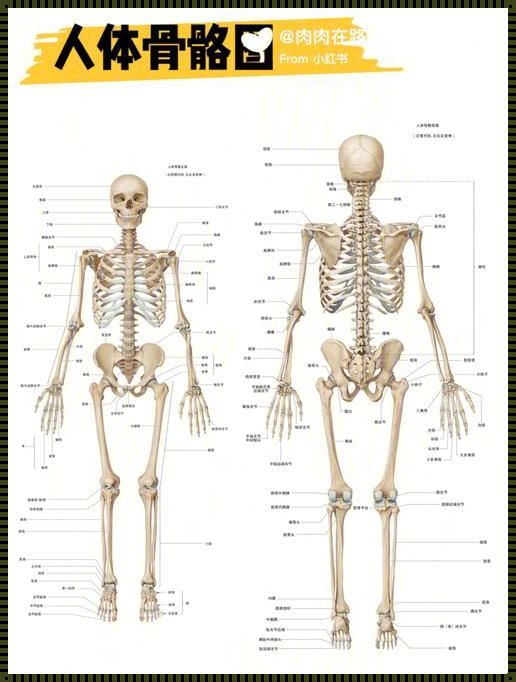 骨骼名称图：探索人体奥秘的秘境