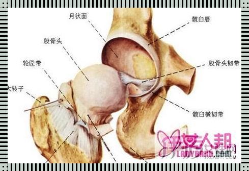 右侧髋关节疼痛：一个不容忽视的健康警示