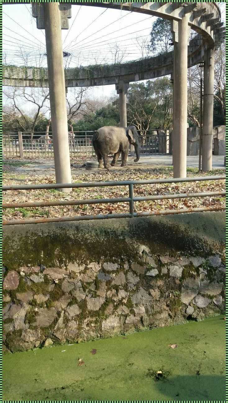 长宁区上海动物园：探索自然之美