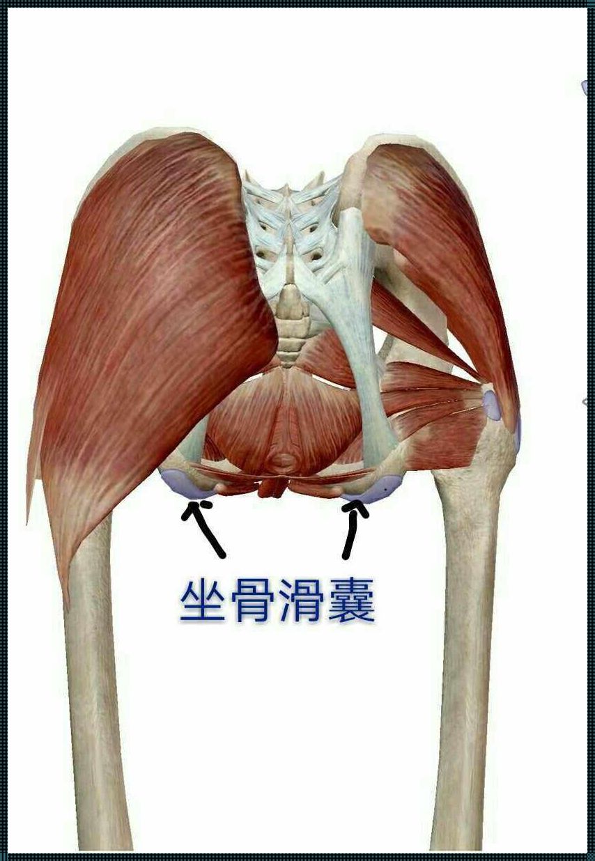 《揭秘坐骨疼的部位图：一场关于疼痛的探索之旅》