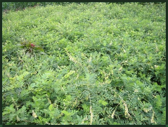 野生黄芪在南方：大自然的馈赠