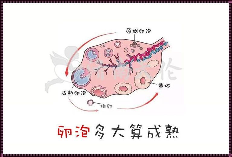 卵泡：生命的种子，女性的宝藏