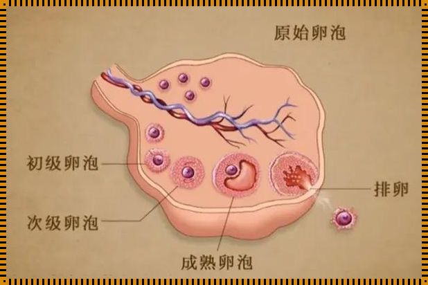 卵泡：生命的种子，女性的宝藏