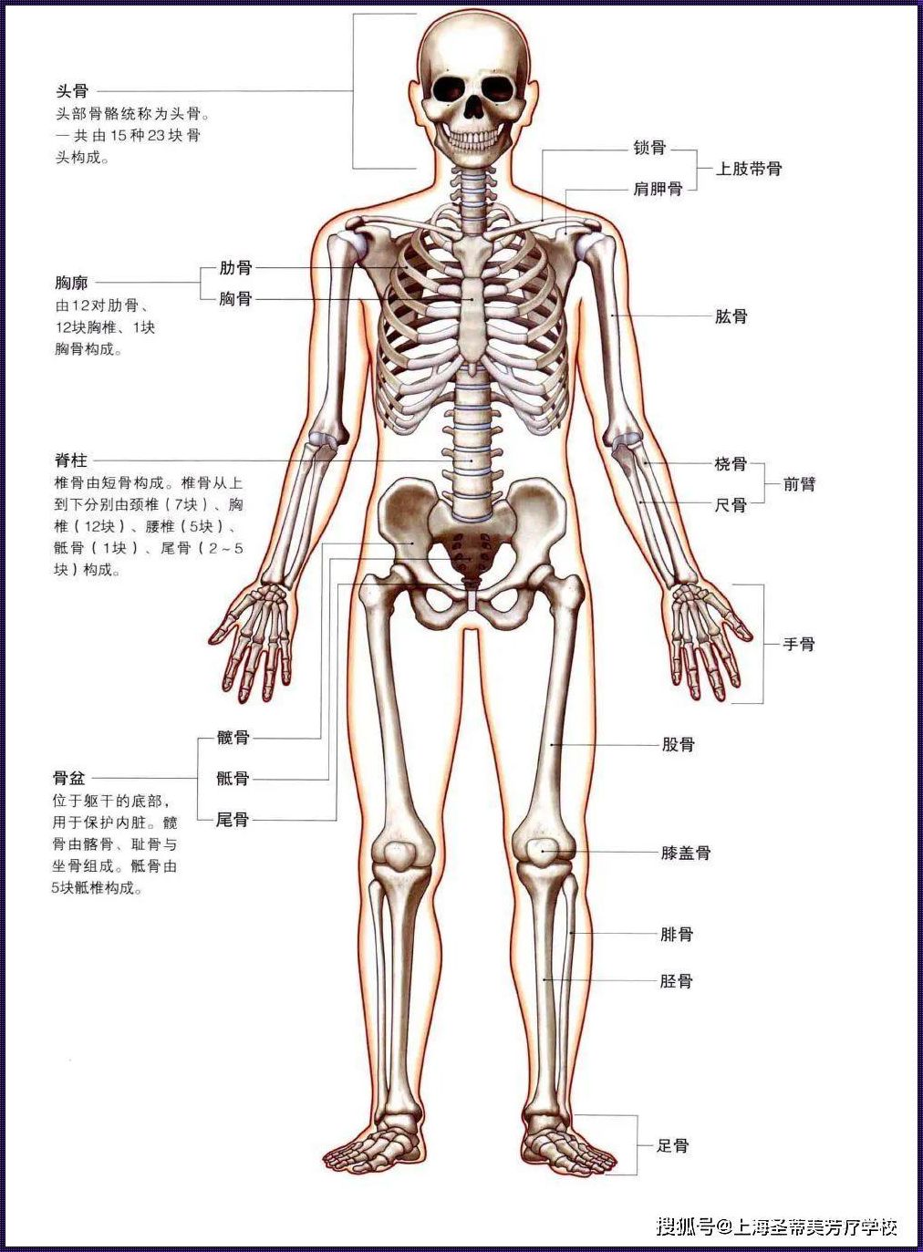 全身骨骼名称图：开启人体奥秘的新篇章