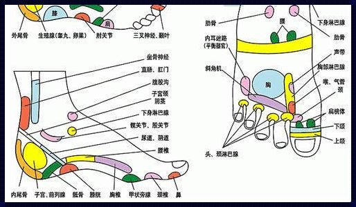 脚趾名称示意图：团结与协作的象征