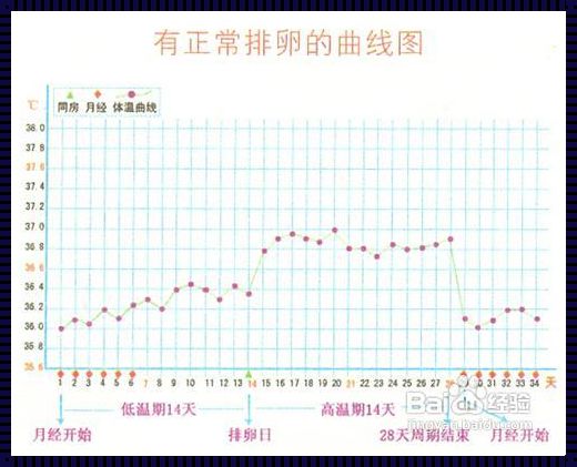 女性一生排卵次数的奥秘：健康生活助力卵巢功能