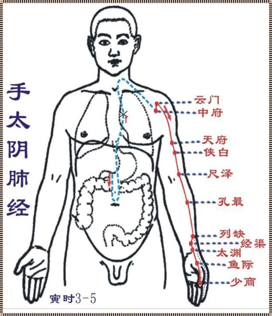 手太阴肺经经络图：一场经络之旅的幽默冲突