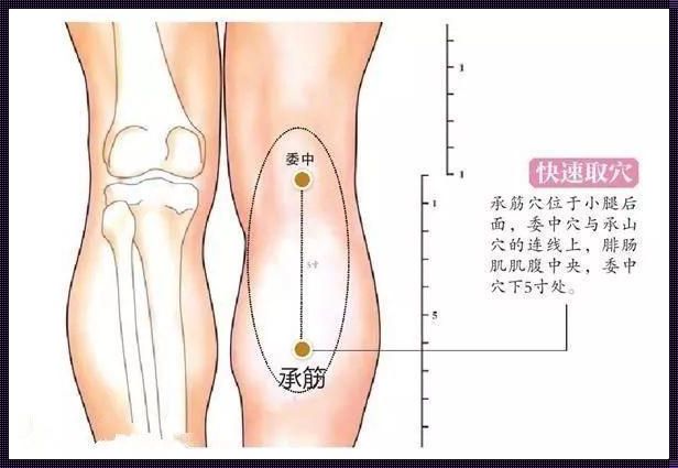 《探究地筋准确位置与仁心养生的关联：一位草根创业者的实践与感悟》