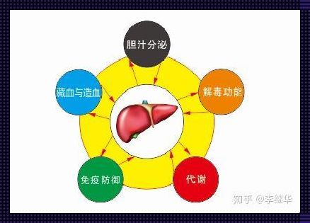 肝肾功能异常怎么调理：了解与探究