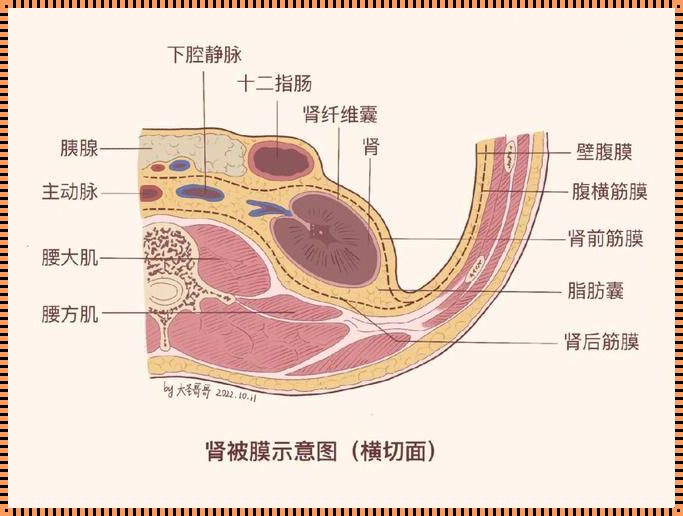 肾的三层被膜解剖图：疑难解答与深入剖析