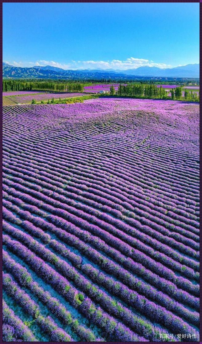伊犁薰衣草花海：紫色浪漫的梦境之地