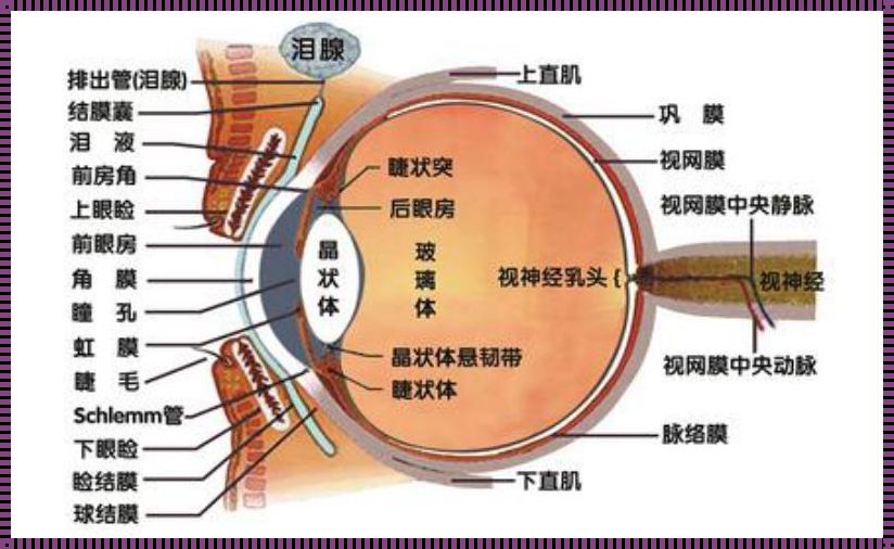 眼睛疾病大全图解：探索光明的秘密