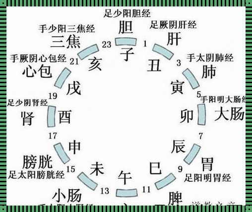 十二时辰与脏腑对照表：揭秘中医养生之道