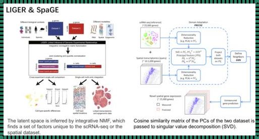 空间转录组数据集：震惊！揭开生命奥秘的新篇章