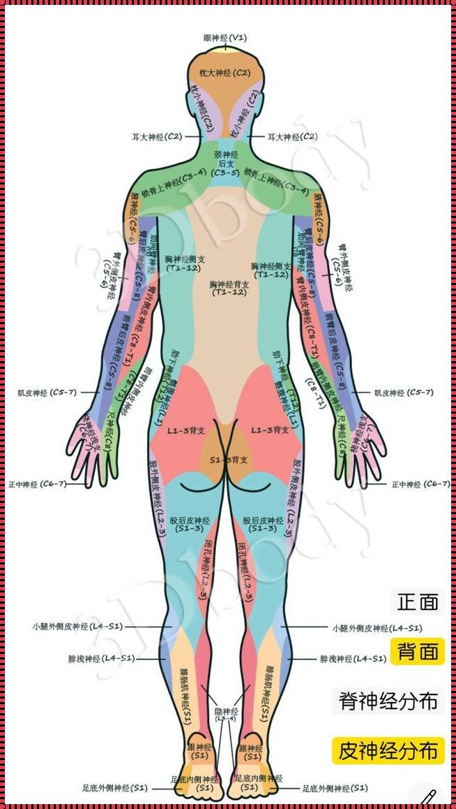 背部发麻部位对照表：谣言与真相