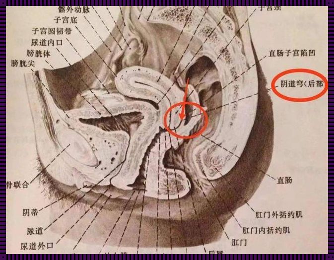 子宫后位：生育难题还是误解之谜？