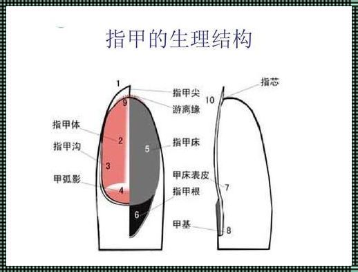 美甲顺序步骤图：惊现美甲艺术的秘密