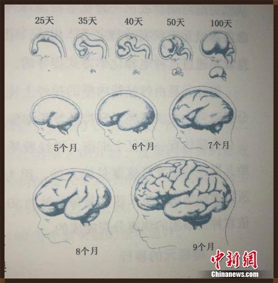 儿童头颅正常发育图谱：揭秘成长奇迹