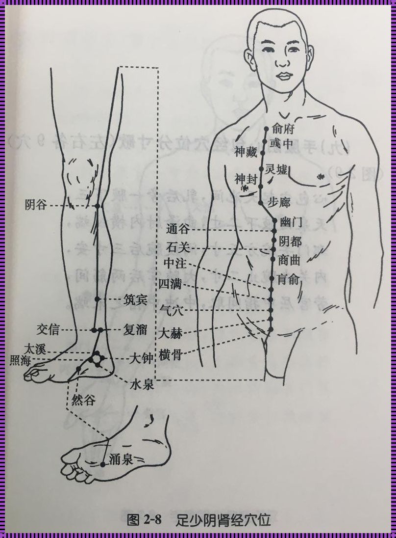 肾经的准确位置图：深入探索人体神秘的肾经之路