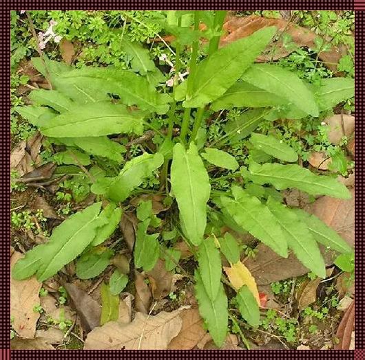 探索野菠菜的多个学名