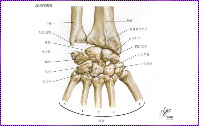 探索腕关节：人体精巧工程之解析