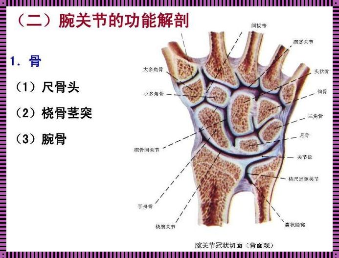 探索腕关节：人体精巧工程之解析