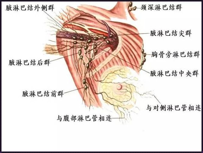 腹股沟淋巴结肿大与艾滋病概率：揭开神秘面纱