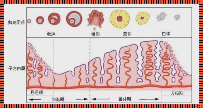 子宫内膜癌浸润性生长的探究