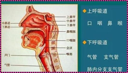 耳鼻喉科能看呼吸道感染吗？揭秘