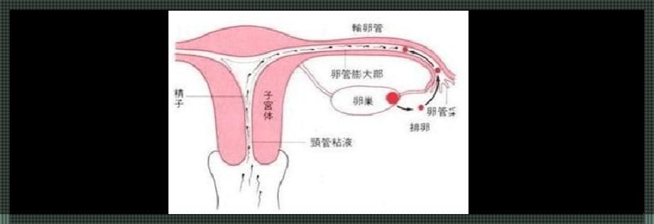 输卵管迂曲能恢复吗：探寻生育之路的曲折与希望