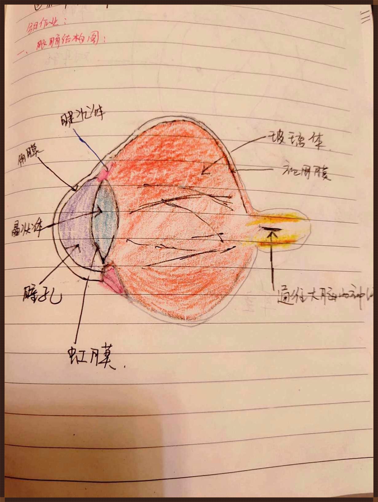 眼睛的结构图简笔画：洞察心灵的窗户