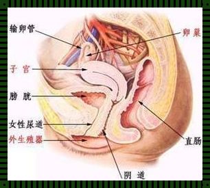 女性尿道刺痛什么原因