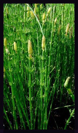 问荆草长什么样子：揭秘自然界的神秘植物