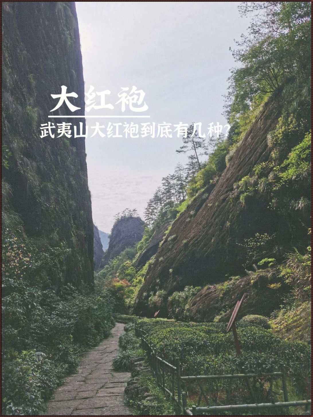 探寻武夷山：哪个省份的瑰宝？