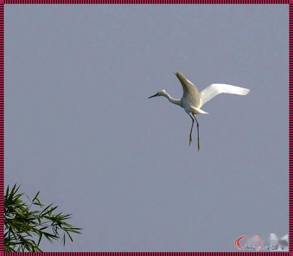 天高气爽代表什么动物：探寻自然与生物的和谐