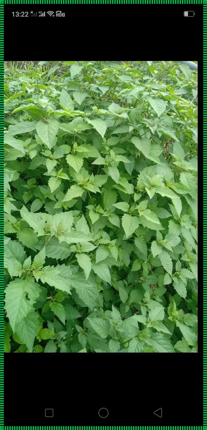 多吃白花菜有什么好处